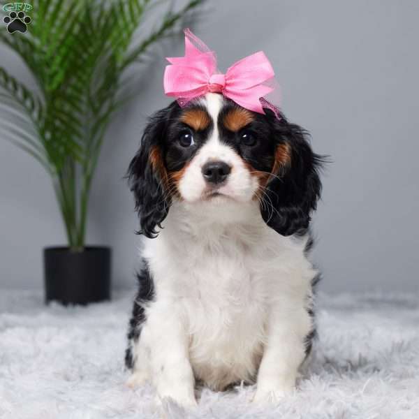 River, Cavalier King Charles Spaniel Puppy